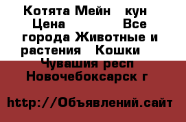 Котята Мейн - кун › Цена ­ 19 000 - Все города Животные и растения » Кошки   . Чувашия респ.,Новочебоксарск г.